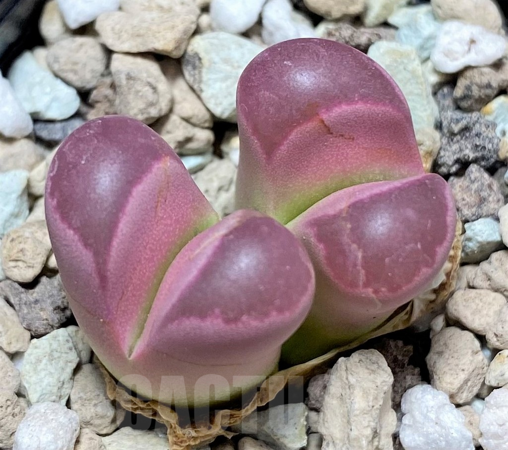 SHPR27639 Lithops optica 'Rubra'