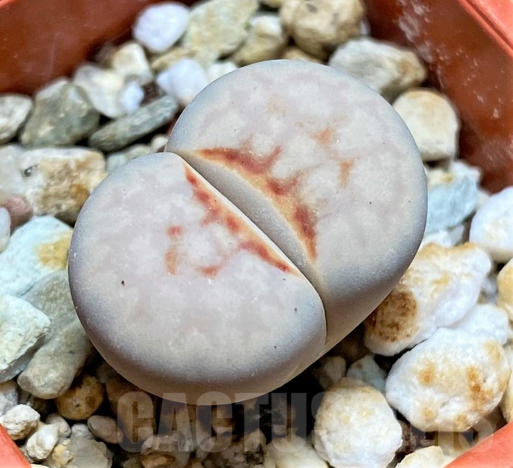 SHPR27706 Lithops julii ‘Hot Lips’
