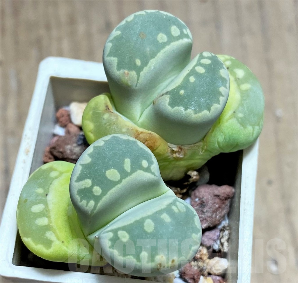 SHPR27708 Lithops otzeniana