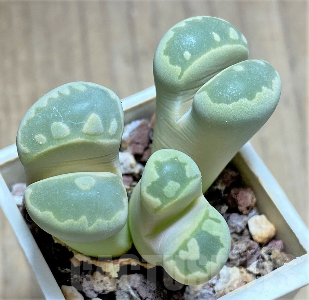 SHPR27709 Lithops otzeniana