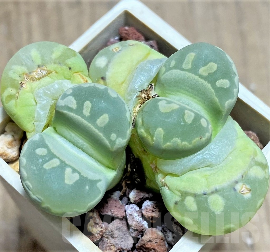 SHPR27710 Lithops otzeniana