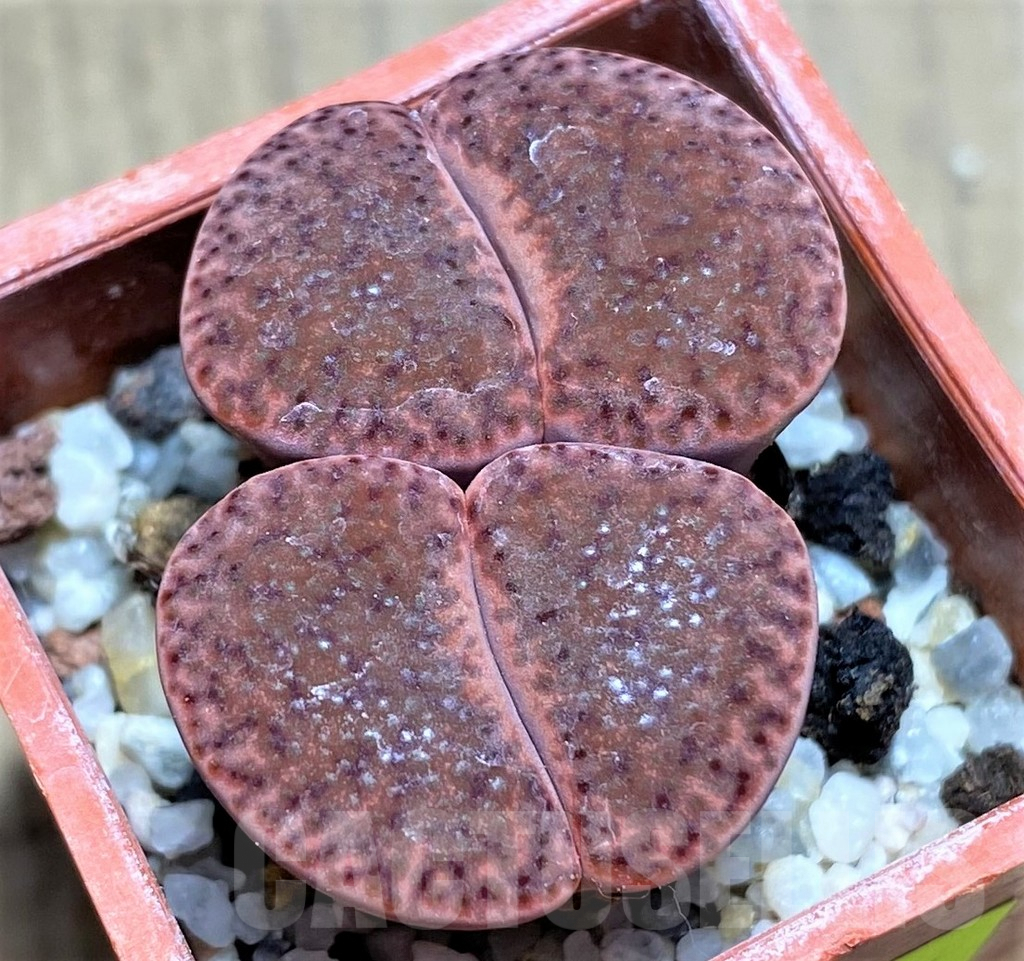 SHPR27711 Lithops bromfieldii 'Rubroroseus'