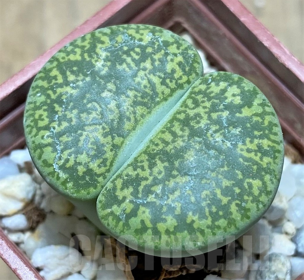 SHPR27712 Lithops lesliei 'Albinica'