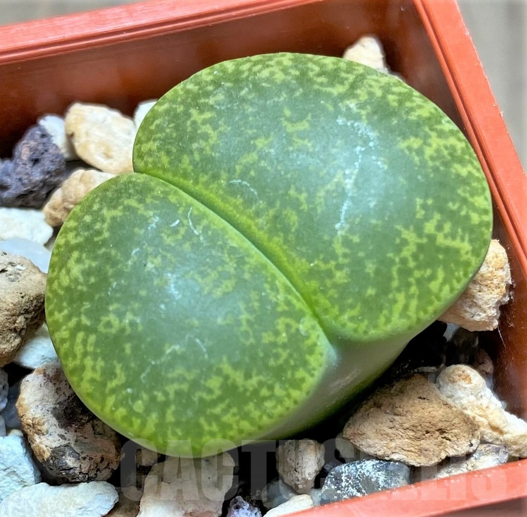 SHPR27713 Lithops lesliei 'Albinica' C036A