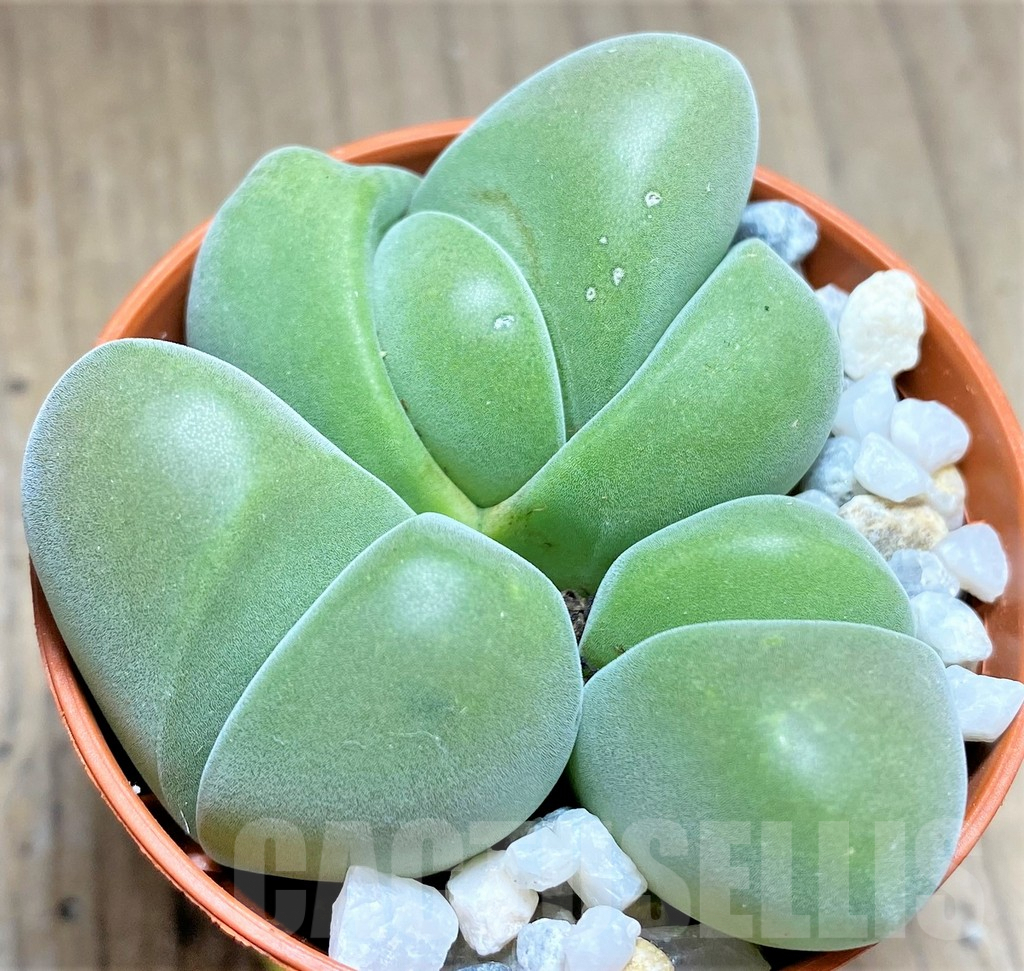 SHPR27715 Vanheerdea divergens