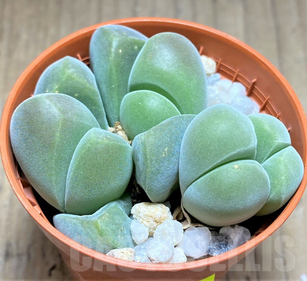 SHPR27716 Vanheerdea divergens