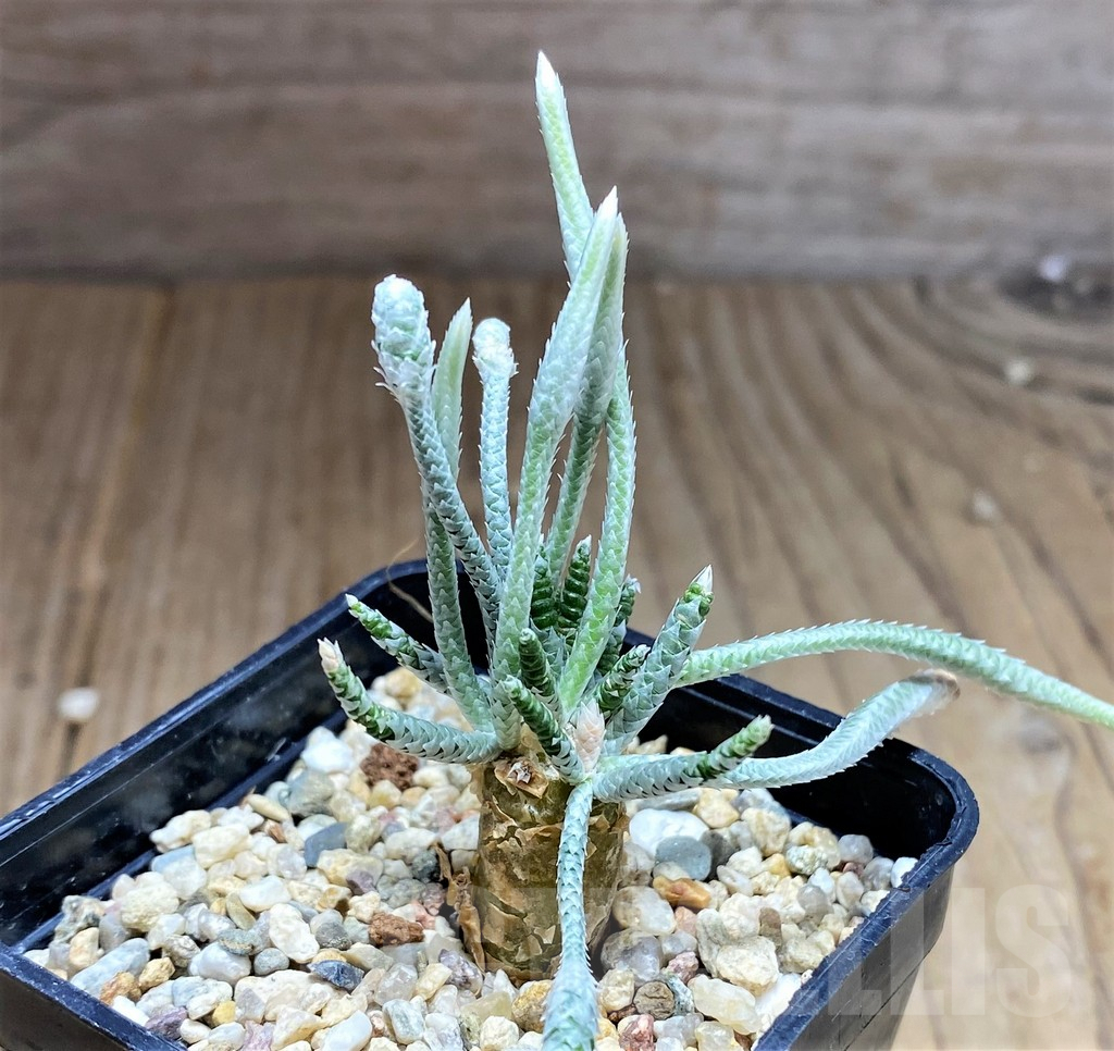 SHPR27719 Avonia quinaria