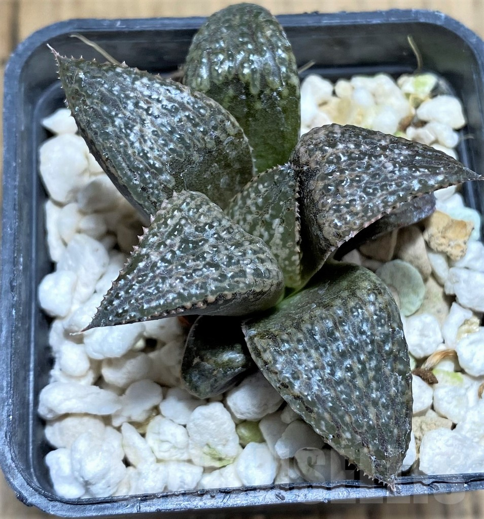 SHPR27729 Haworthia magnifica v. splendens - Зображення 2