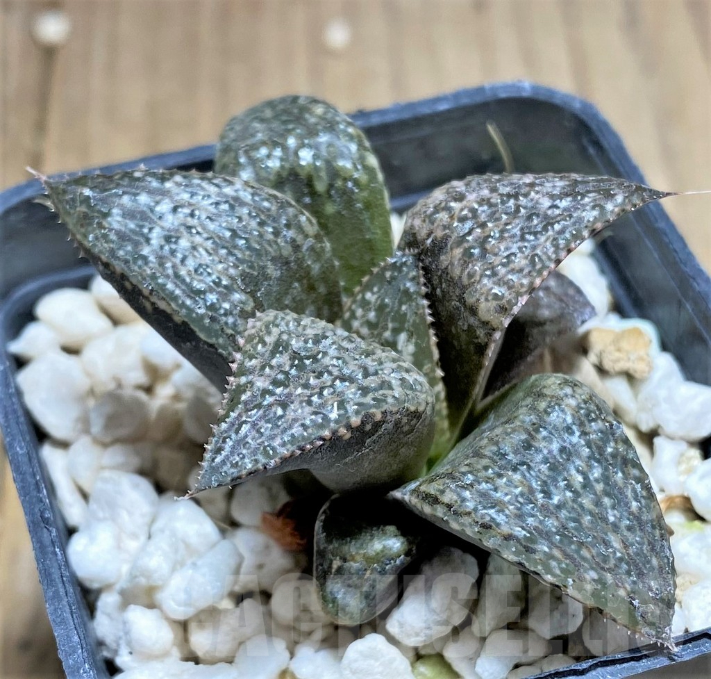SHPR27729 Haworthia magnifica v. splendens