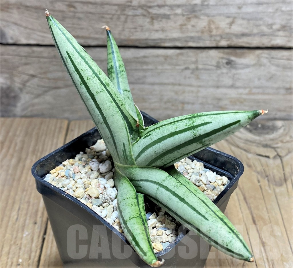 SHPR27853 Sansevieria ‘Fatman’