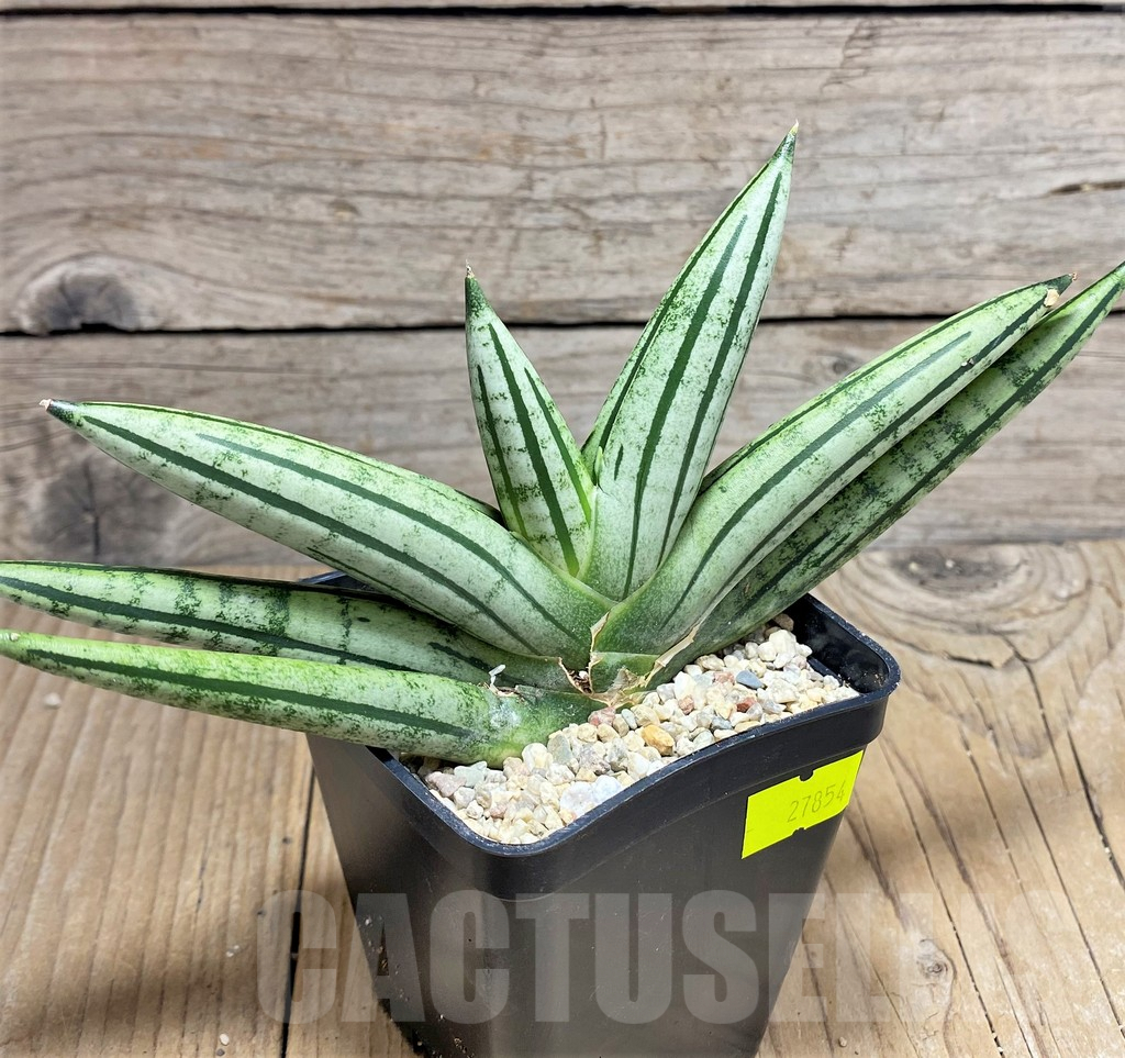 SHPR27854 Sansevieria ‘Fatman’ - 画像 (2)