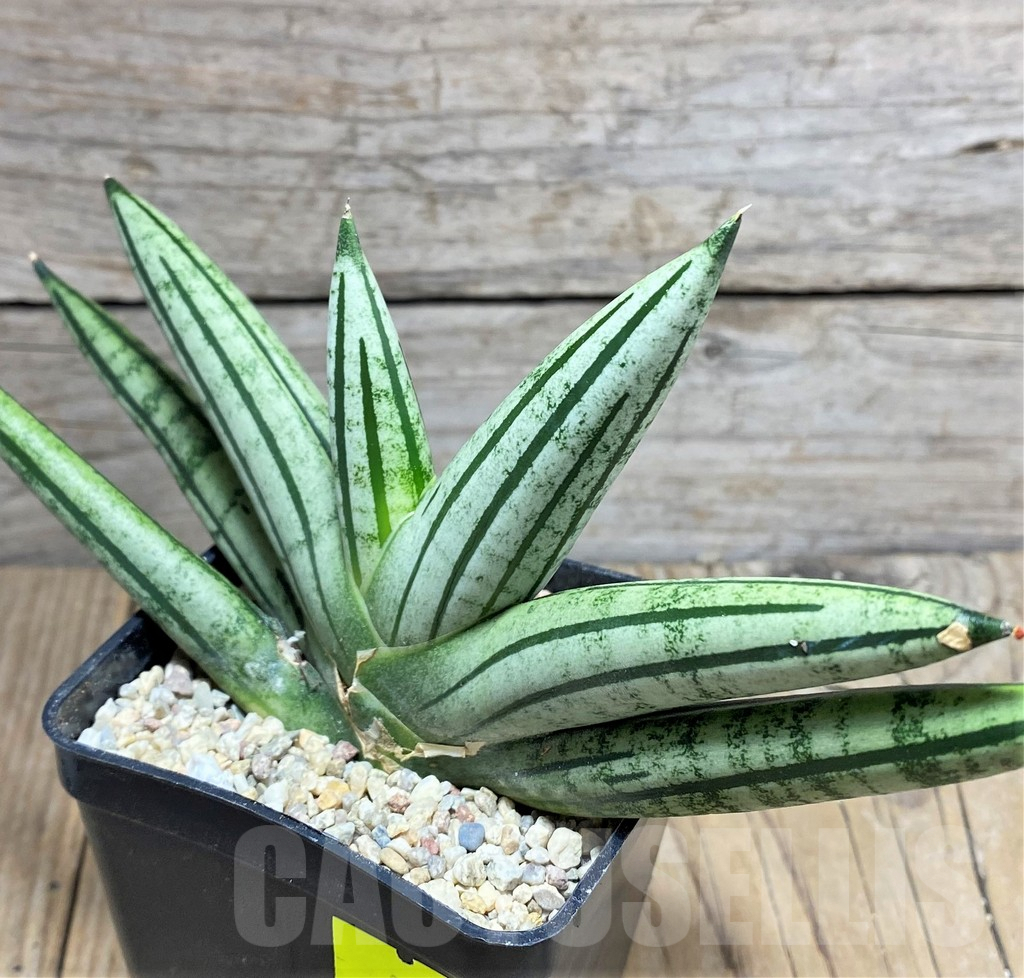 SHPR27854 Sansevieria ‘Fatman’