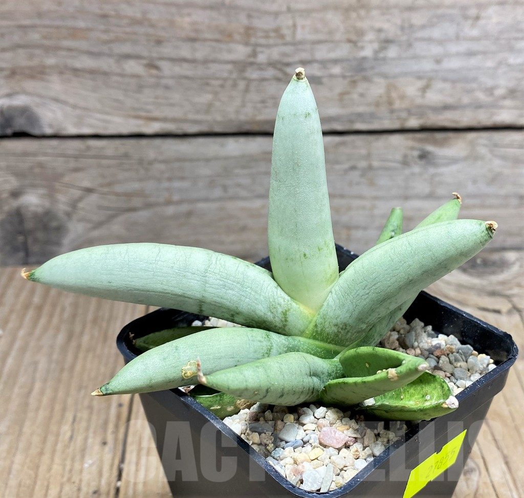 SHPR27855 Sansevieria boncel ‘Platinum’ - Image 2