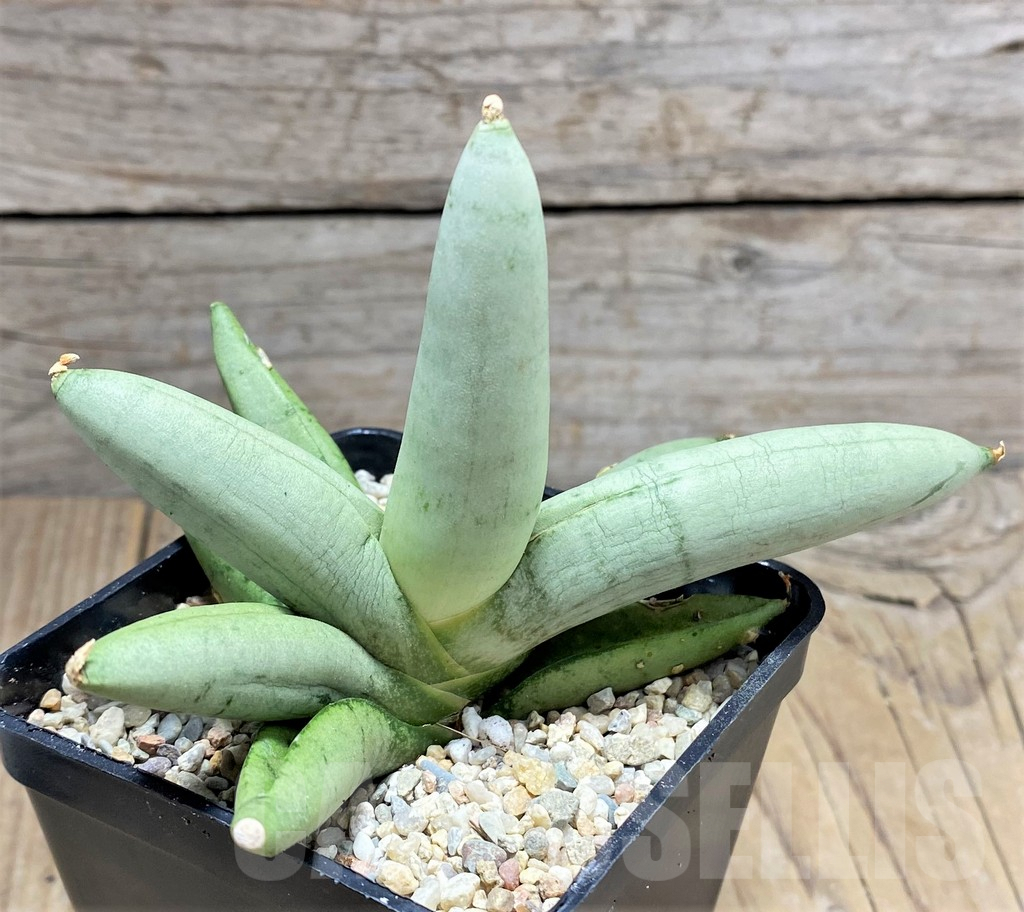 SHPR27855 Sansevieria boncel ‘Platinum’