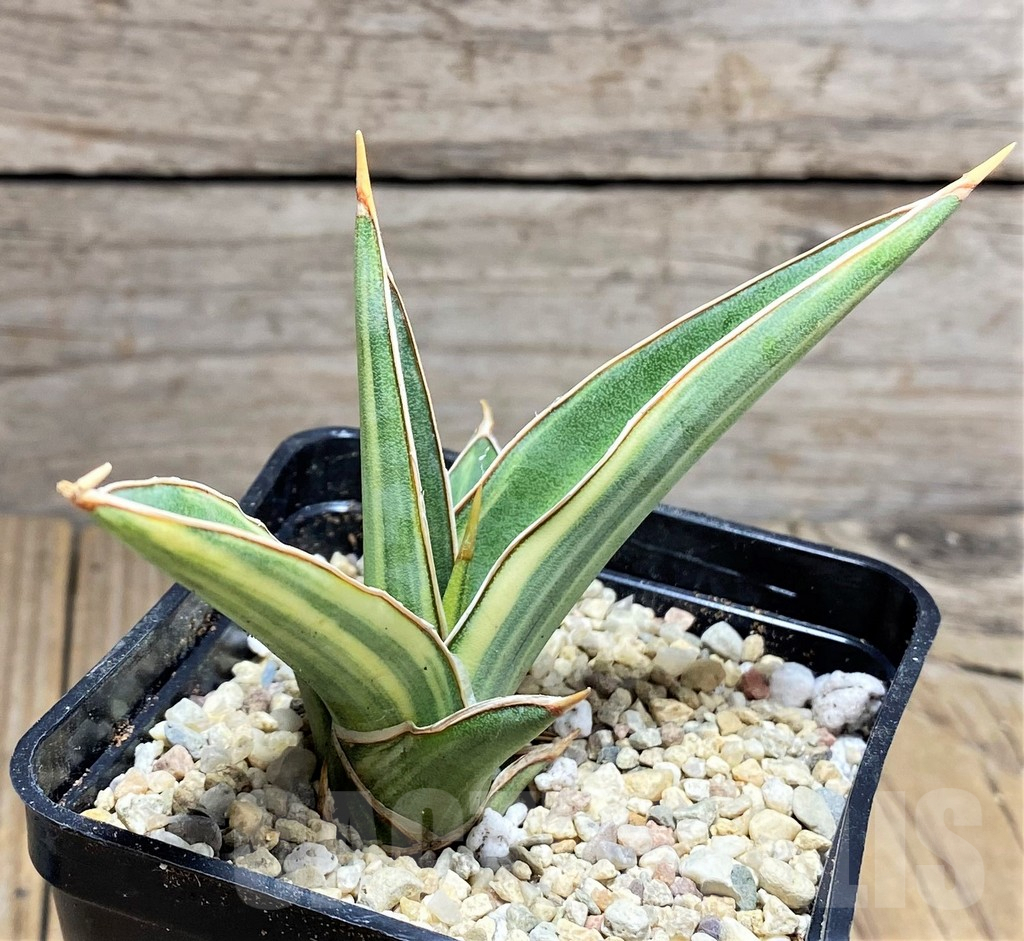 SHPR27856 Sansevieria 'Blue kill' f. variegata hybrid