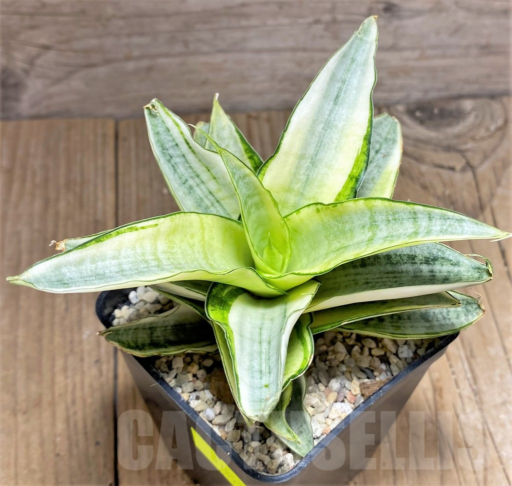 SHPR27857 Sansevieria 'Gabriella White' - immagine 2