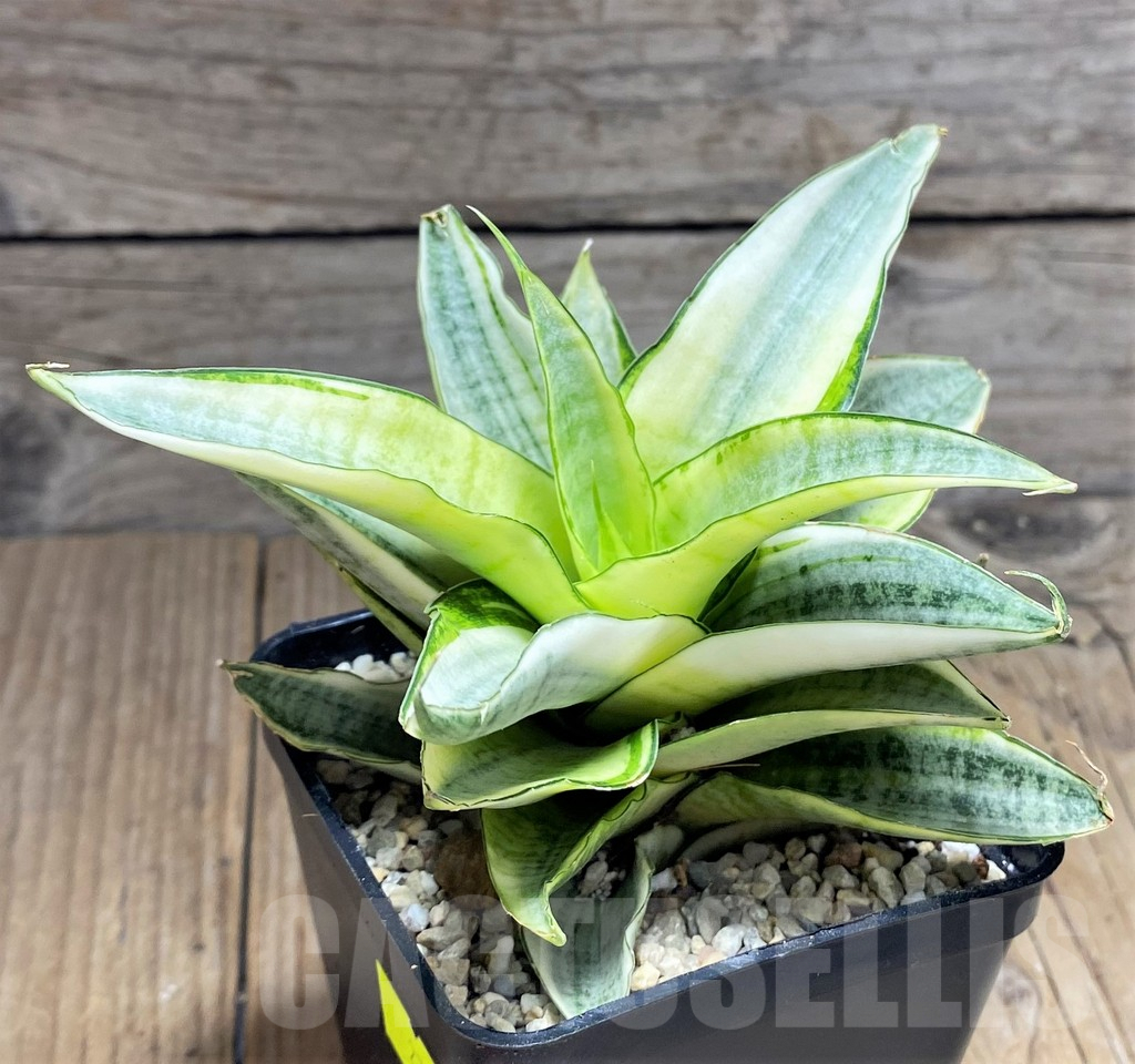SHPR27857 Sansevieria 'Gabriella White' - immagine 3