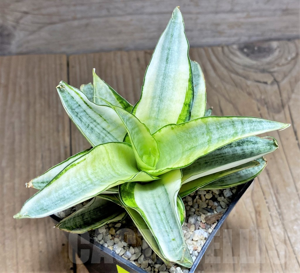 SHPR27857 Sansevieria 'Gabriella White'