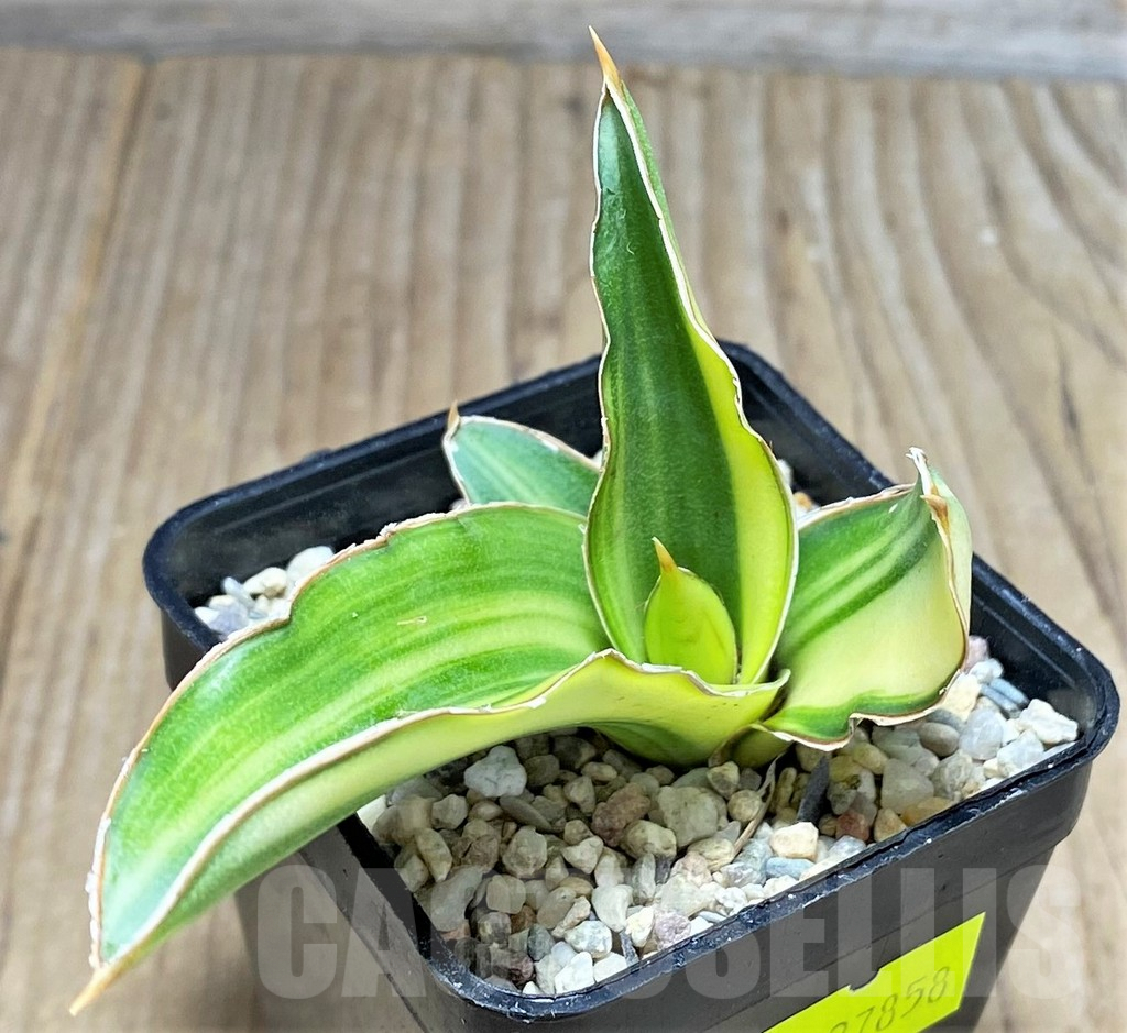 SHPR27858 Sansevieria ‘Arborescens’ f. variegata