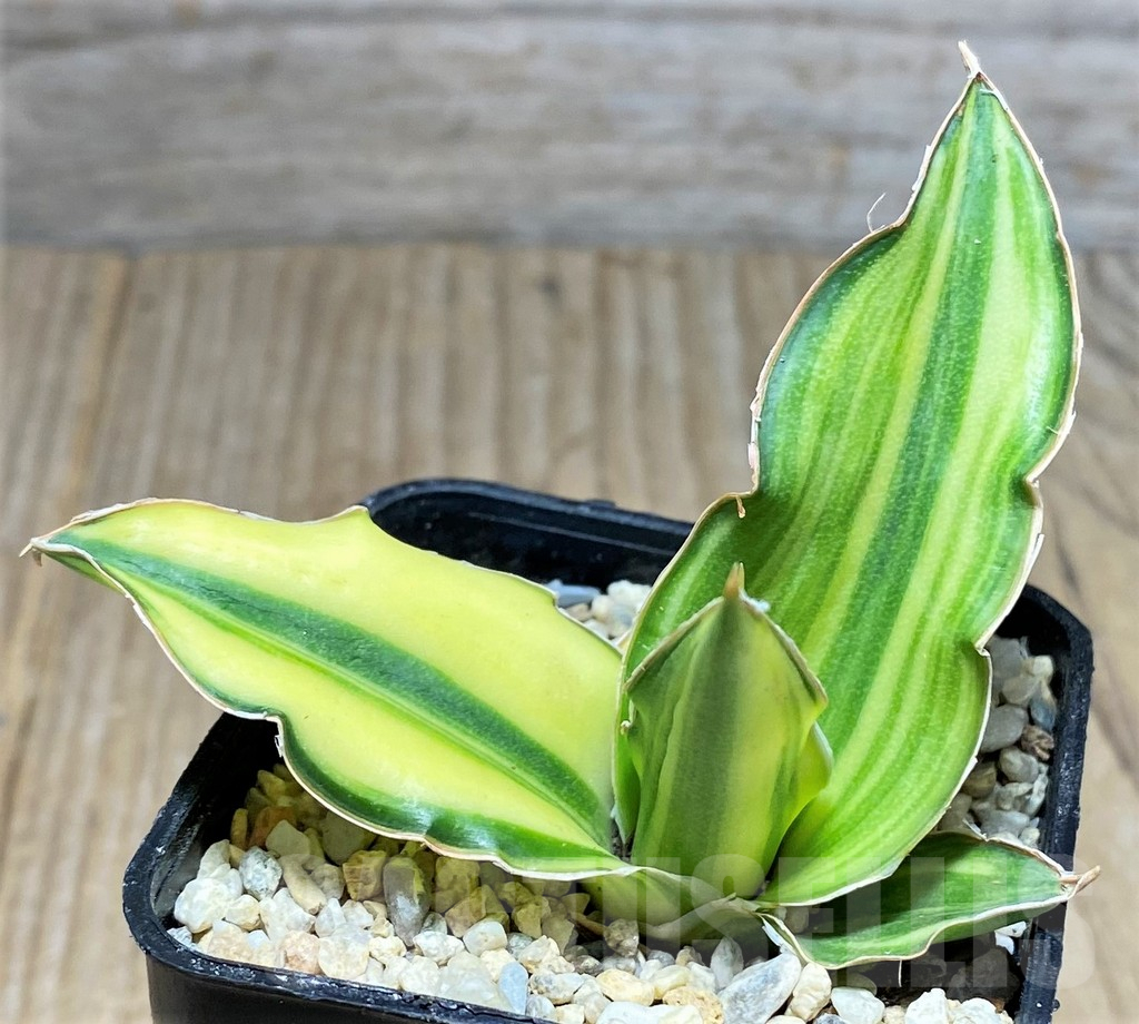 SHPR27859 Sansevieria ‘Arborescens’ f. variegata - Imagen 2