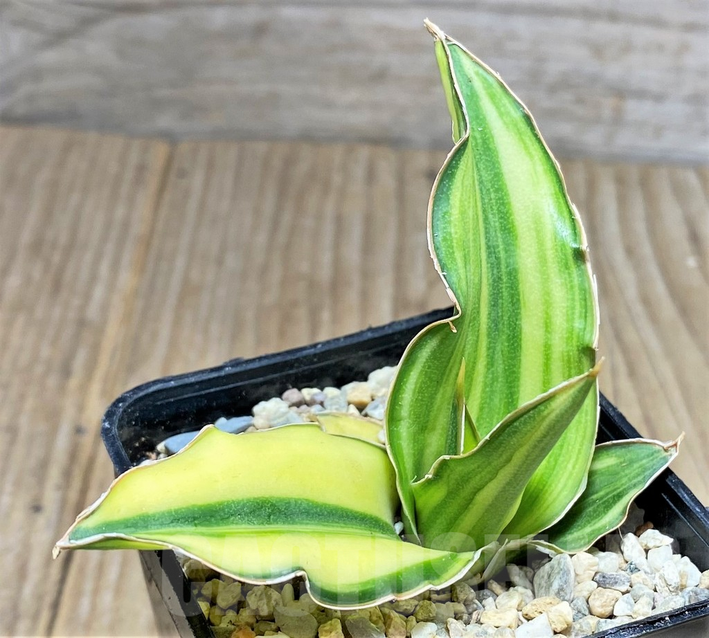 SHPR27859 Sansevieria ‘Arborescens’ f. variegata