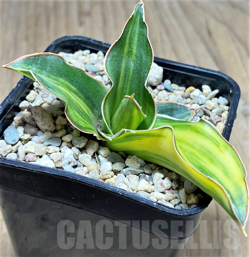 SHPR27860 Sansevieria ‘Arborescens’ f. variegata - Image 2