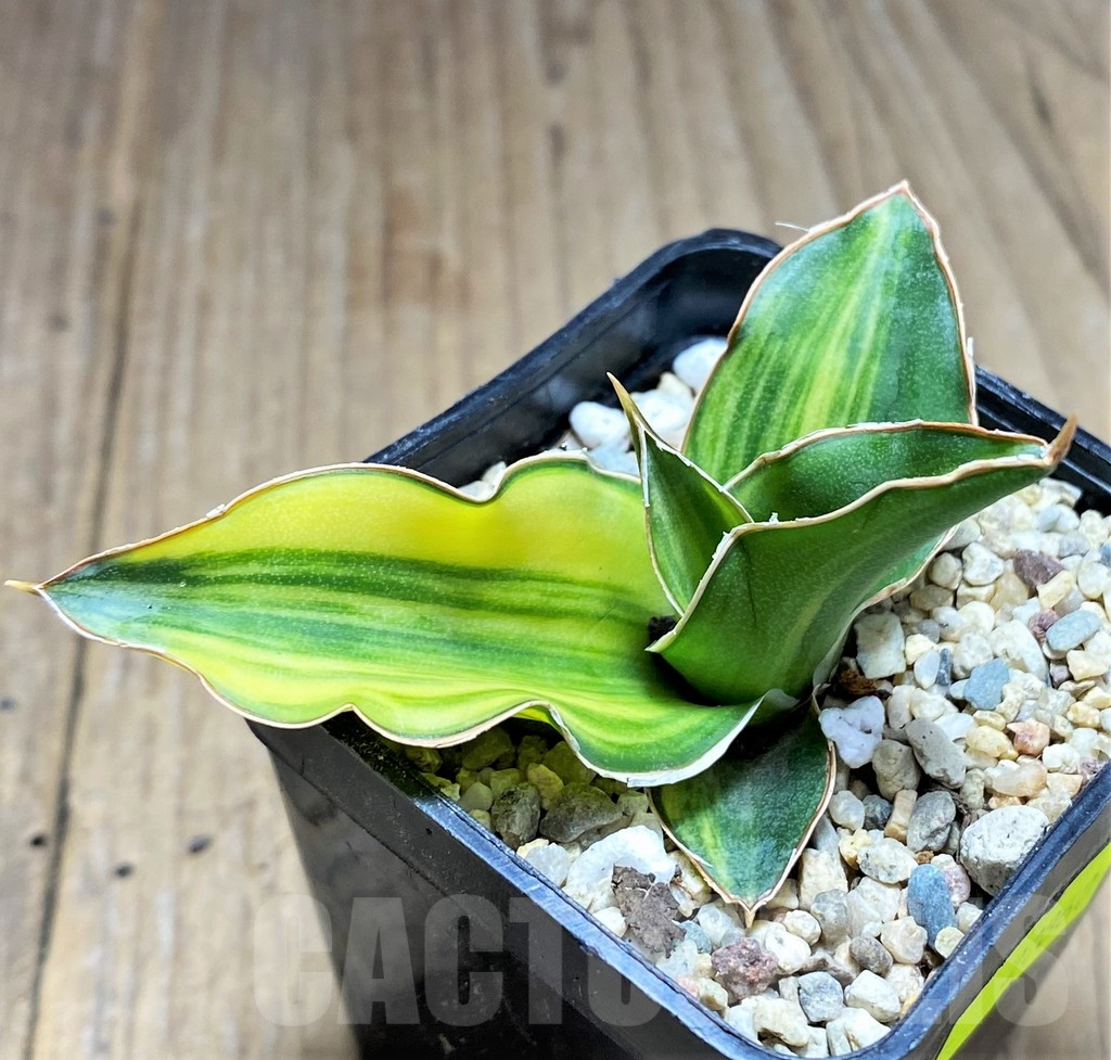SHPR27860 Sansevieria ‘Arborescens’ f. variegata