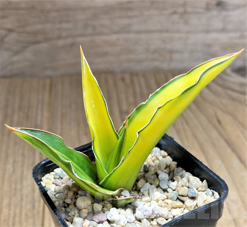 SHPR27861 Sansevieria ‘Arborescens’ f. variegata