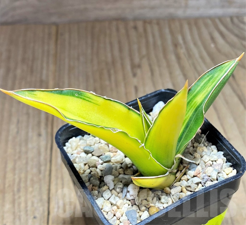 SHPR27861 Sansevieria ‘Arborescens’ f. variegata - Imagen 2