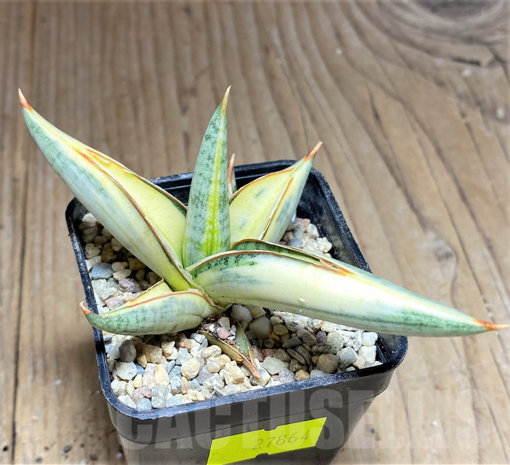 SHPR27864 Sansevieria Lav 1970 f. variegata - Зображення 2