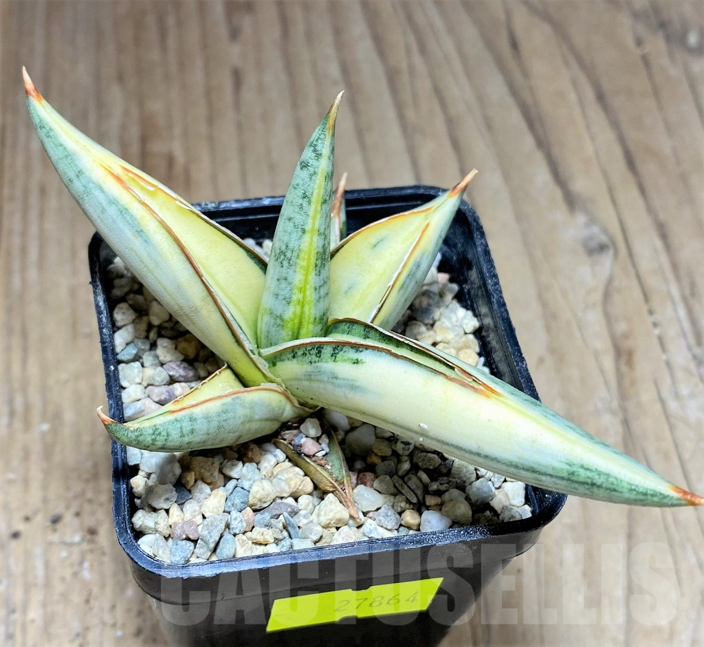 SHPR27864 Sansevieria Lav 1970 f. variegata