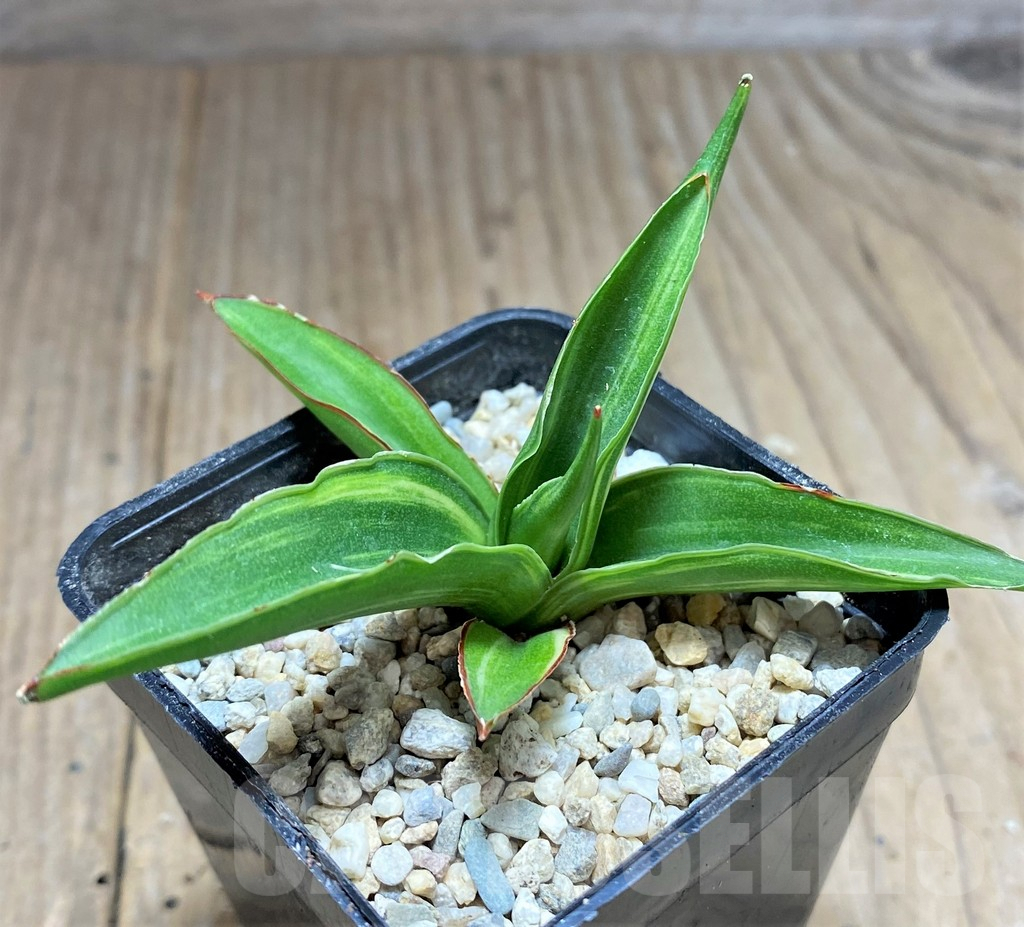 SHPR27865 Sansevieria 'Siam Green' f. variegata - Image 2