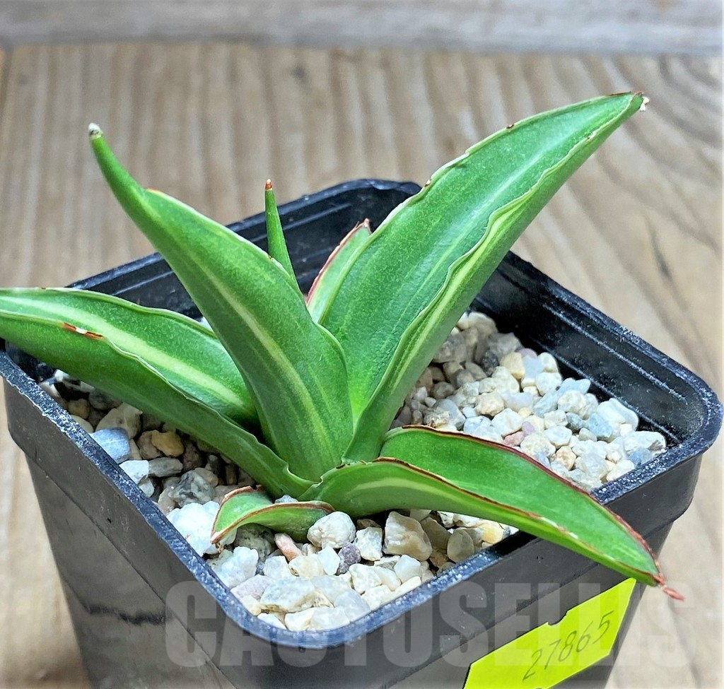SHPR27865 Sansevieria 'Siam Green' f. variegata - Image 3
