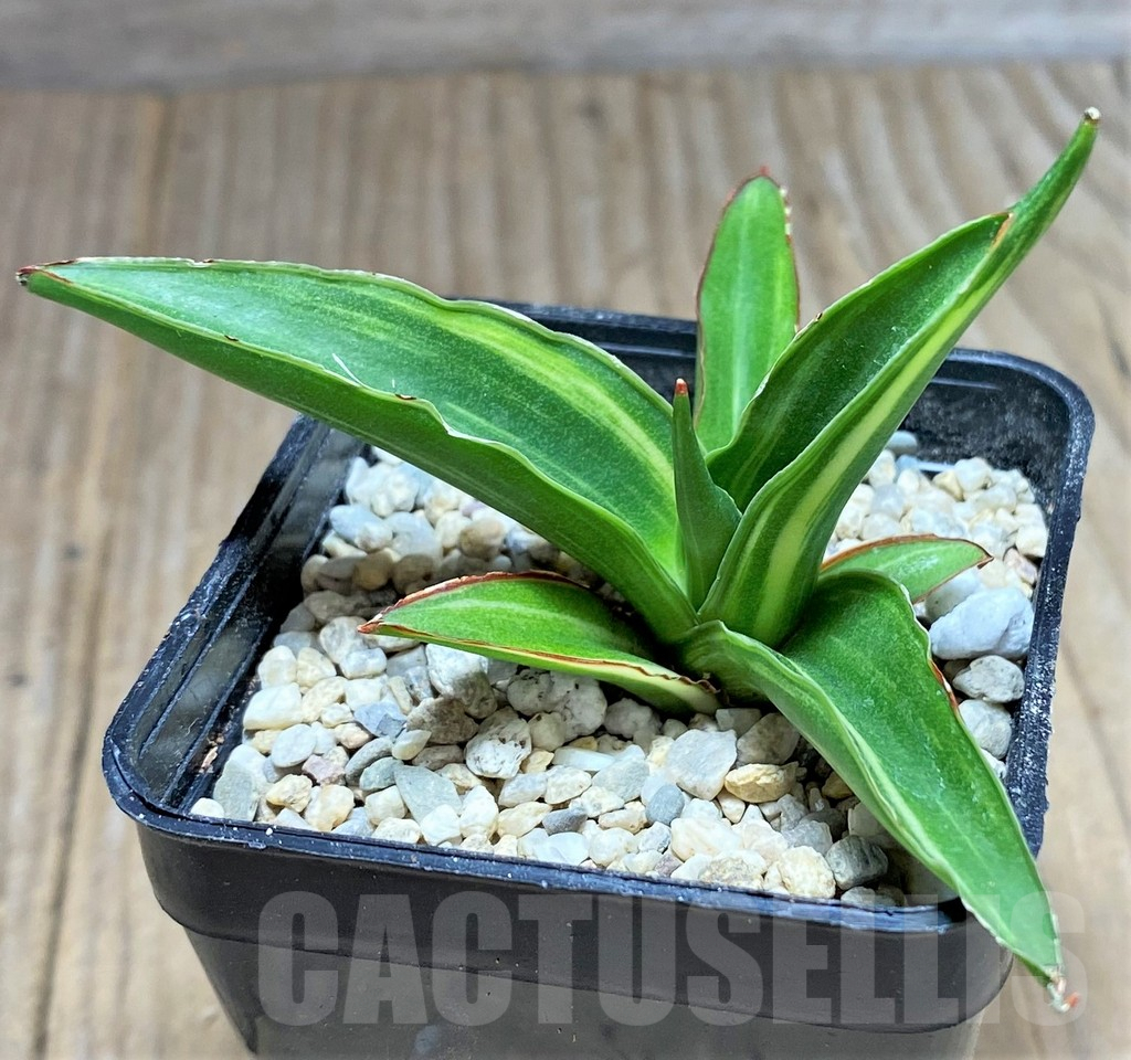 SHPR27865 Sansevieria 'Siam Green' f. variegata