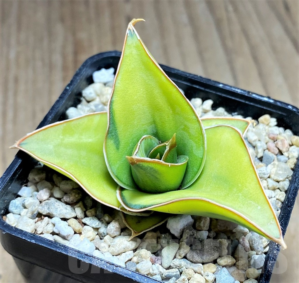 SHPR27866 Sansevieria powellii f. variegata