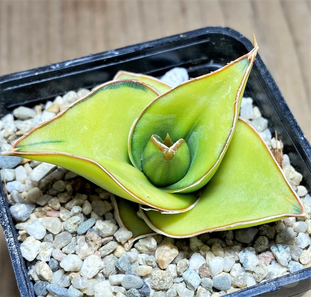 SHPR27867 Sansevieria powellii f. variegata - Image 2