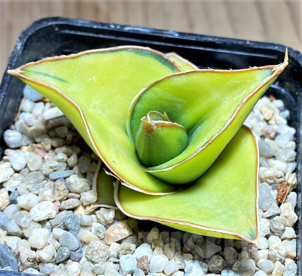 SHPR27867 Sansevieria powellii f. variegata