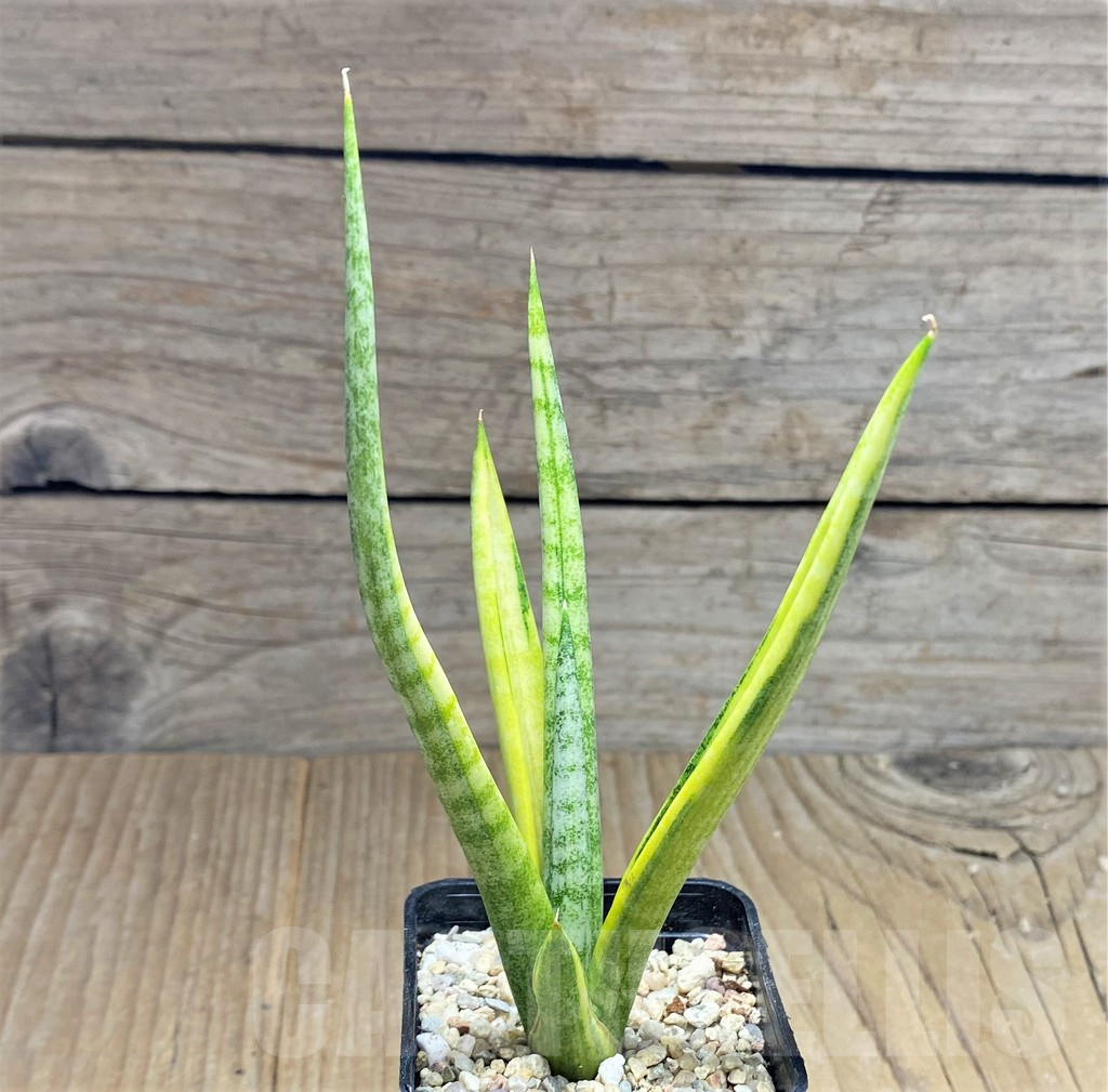 SHPR27868 Sansevieria francisii f. variegata