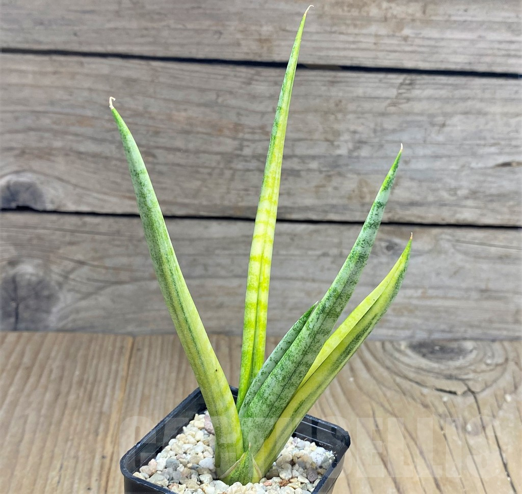 SHPR27868 Sansevieria francisii f. variegata - Image 2