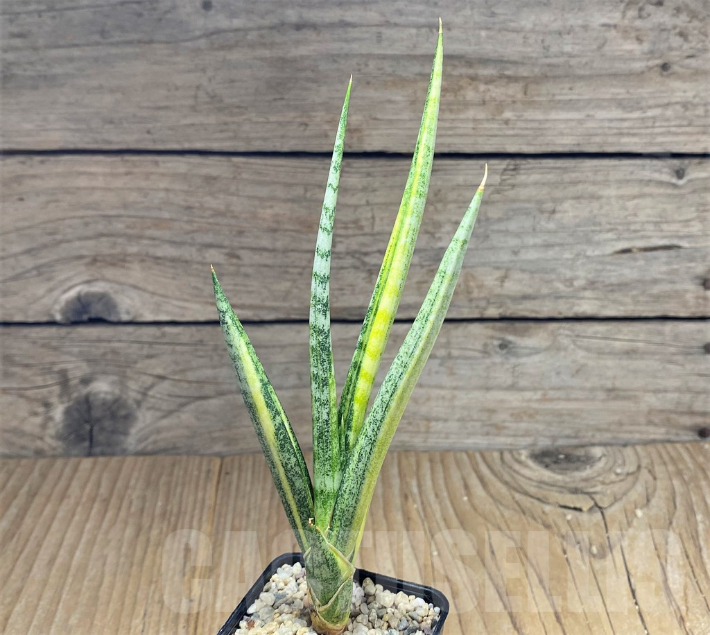 SHPR27869 Sansevieria francisii f. variegata