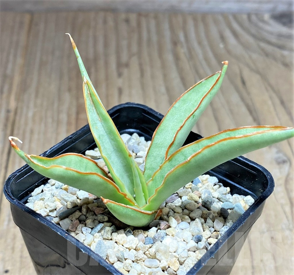 SHPR27879 Sansevieria ‘Chao Phraya’