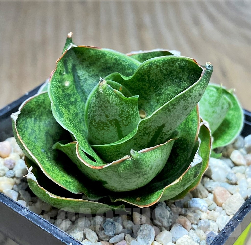 SHPR27882 Sansevieria 'Mini Rose' - Image 2