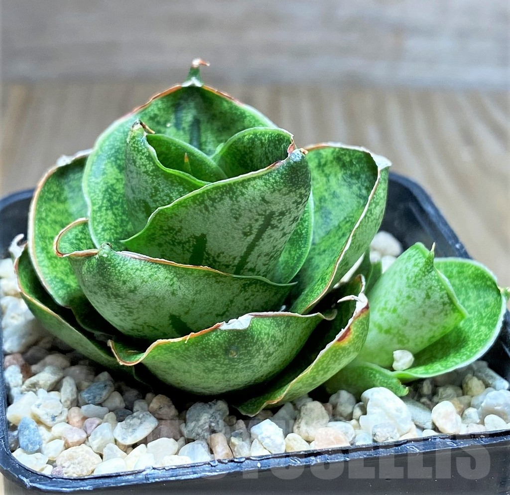 SHPR27882 Sansevieria 'Mini Rose'