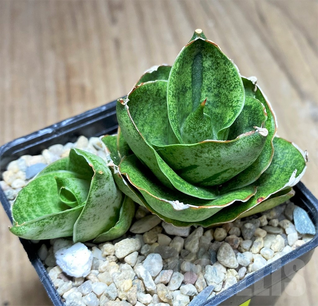 SHPR27883 Sansevieria 'Mini Rose'