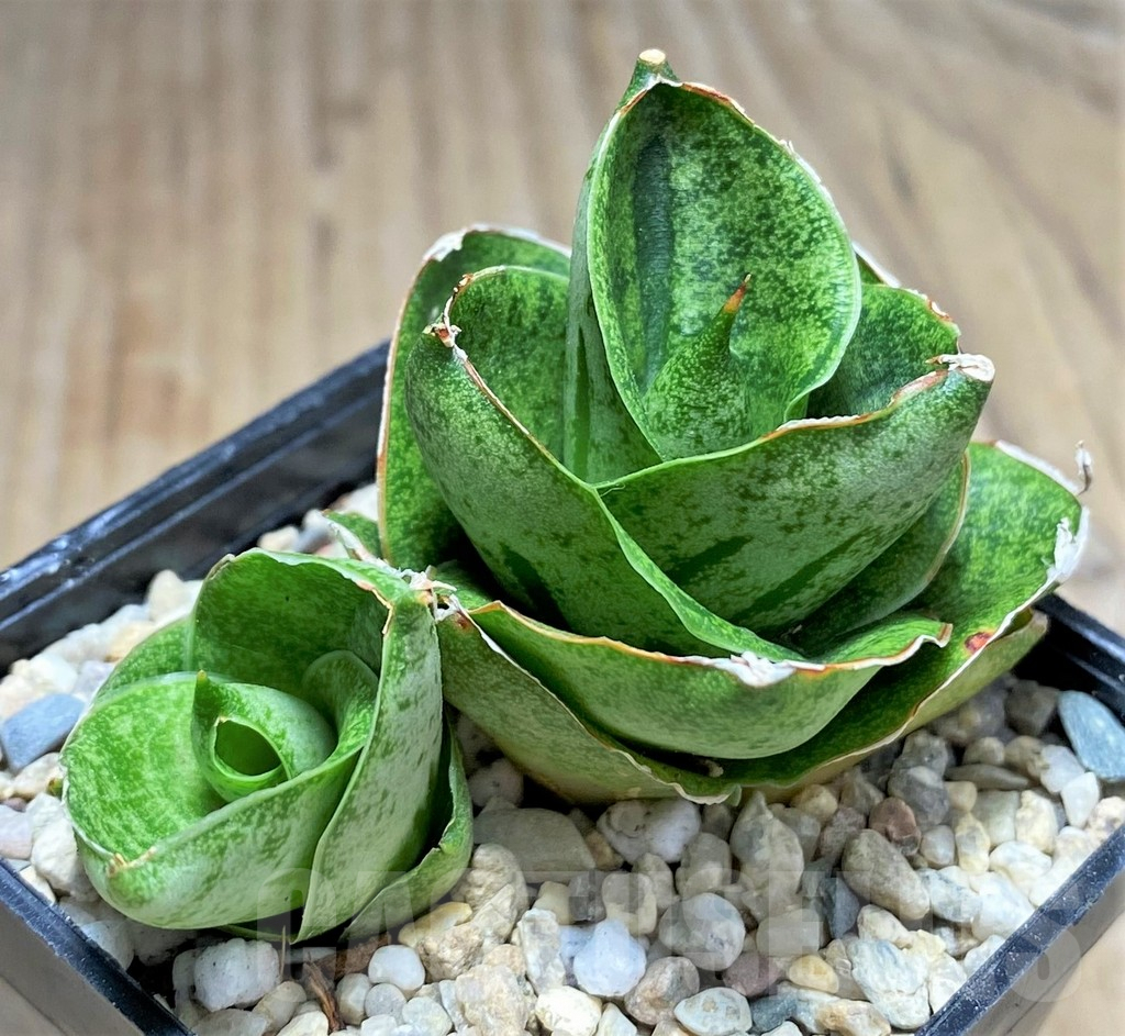 SHPR27883 Sansevieria 'Mini Rose' - Image 2