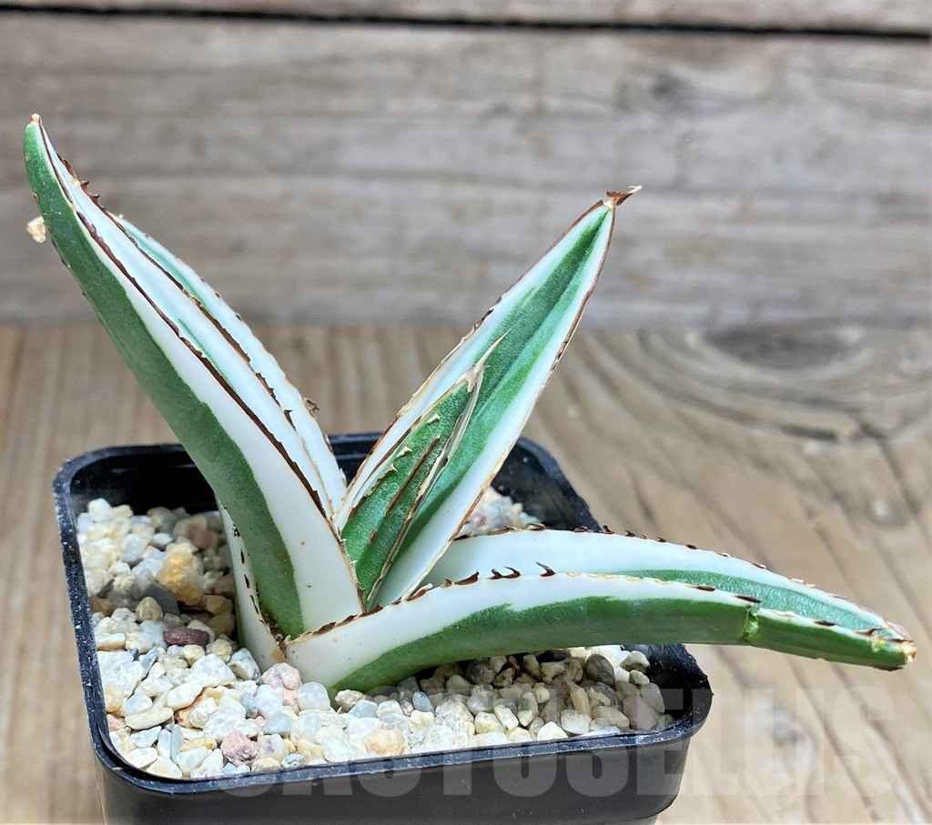 SHPR27888 Agave victoriae-reginae ‘White Rhino’ - Image 2