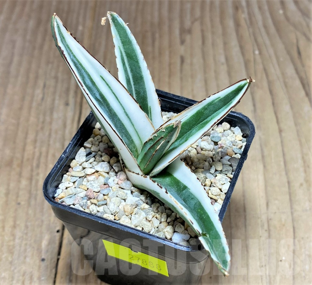 SHPR27888 Agave victoriae-reginae ‘White Rhino’