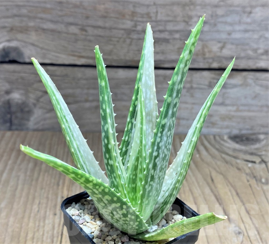 SHPR27889 Aloe hybrid f. variegata - 画像 (2)