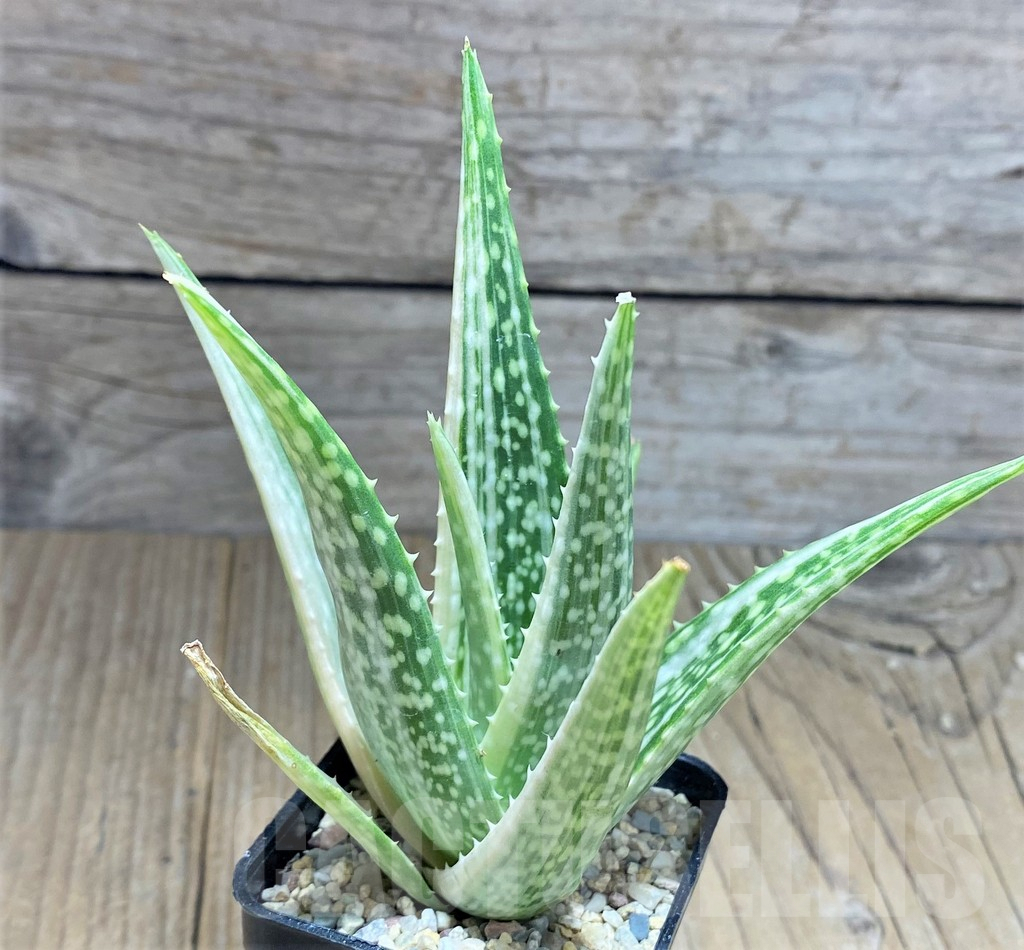 SHPR27889 Aloe hybrid f. variegata