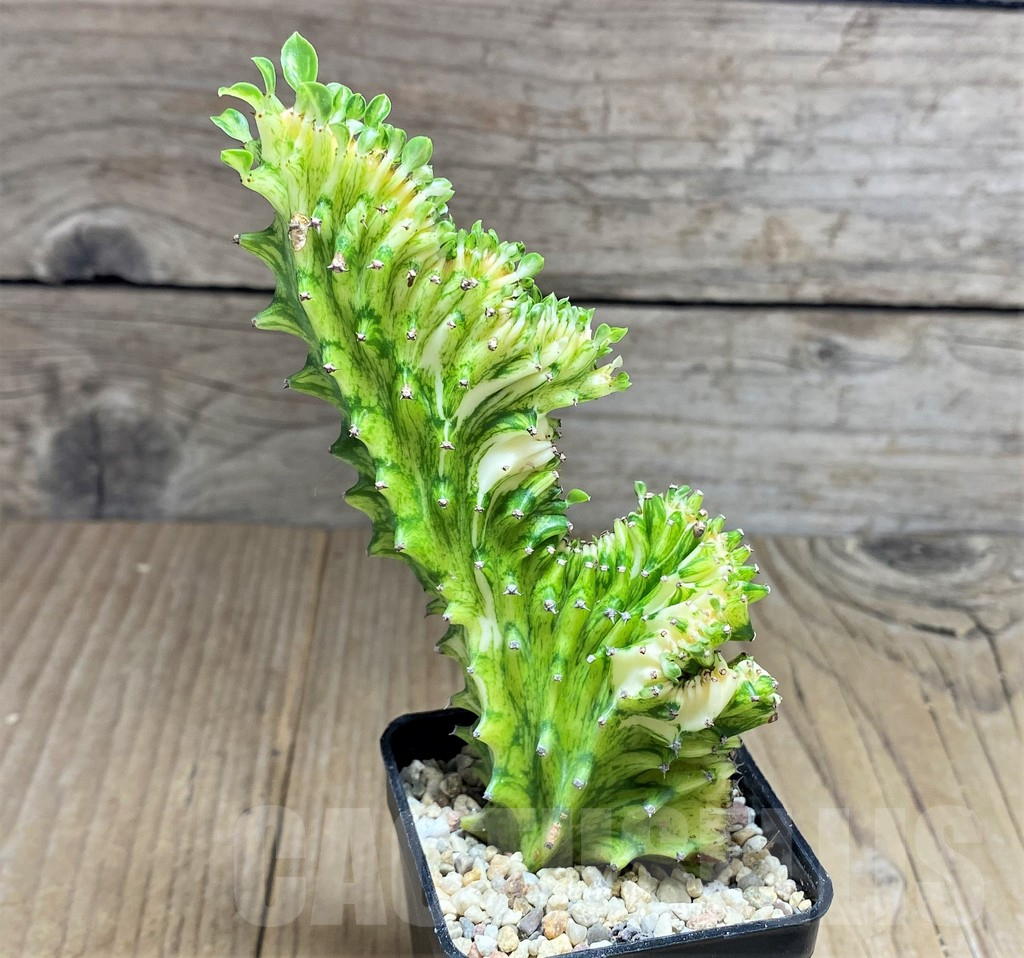 SHPR27896 Euphorbia lacteals cristata f. variegata